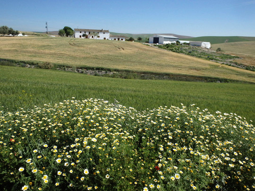 The flowers of Andalucia.